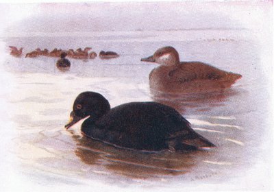 Common Scoter by Archibald Thorburn